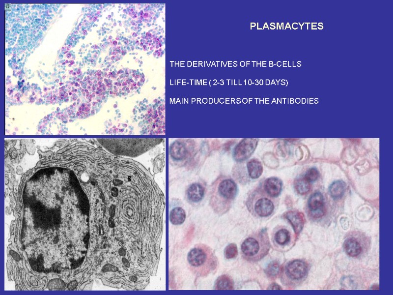 PLASMACYTES THE DERIVATIVES OF THE B-CELLS  LIFE-TIME ( 2-3 TILL 10-30 DAYS) 